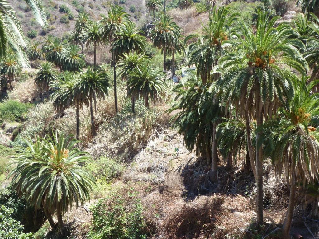 Apartamentos Bellavista Gomera Playa de Santiago  Eksteriør bilde